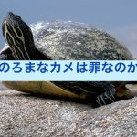 water-turtle-649667_640